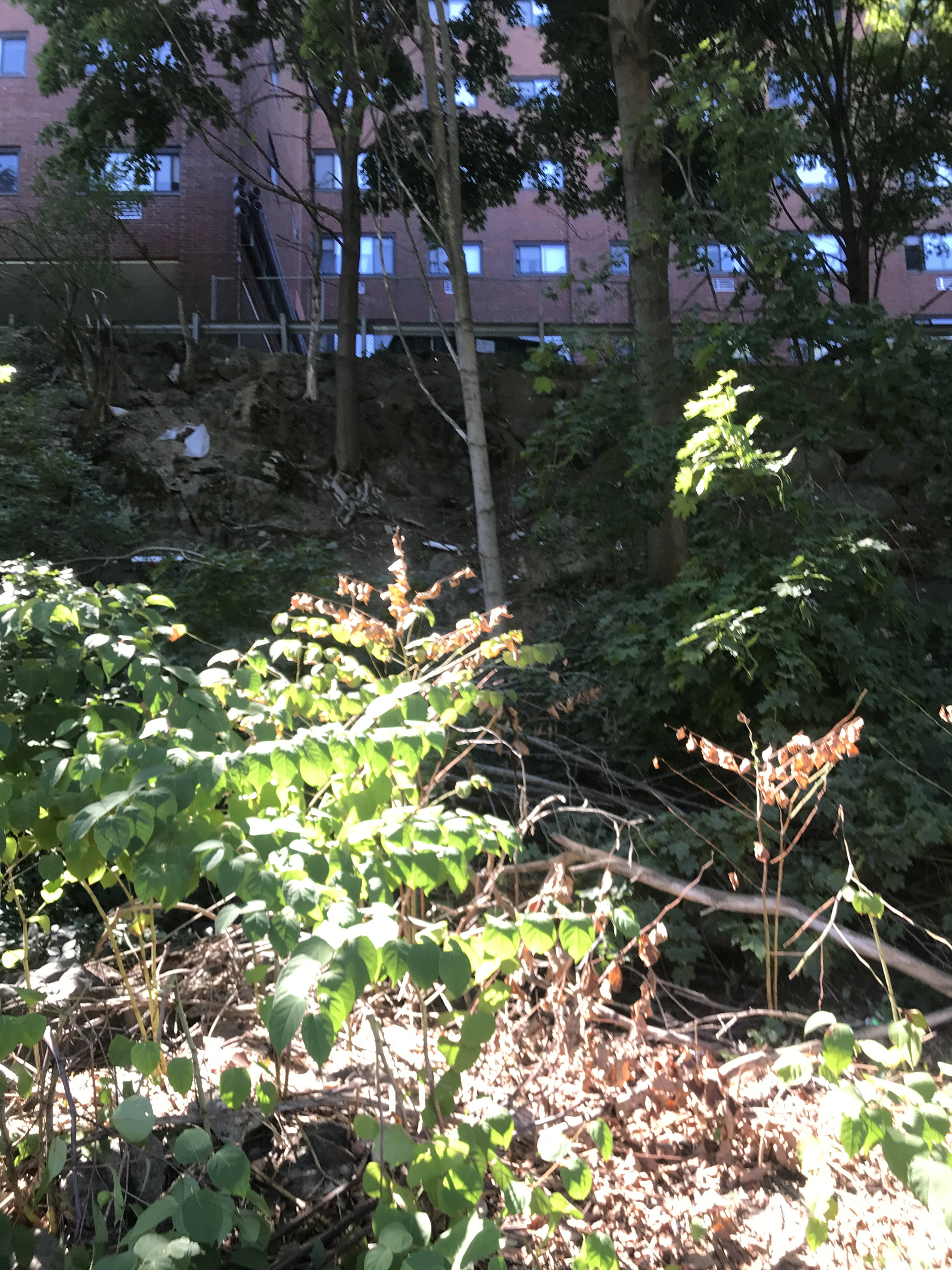 A view up a steep wooded slope, dotted with trash and downed trees.