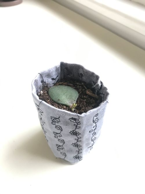 a cylindrical cloth planter, about 3 inches high and 2 inches in diameter, made of recycled light blue cotton bedsheet. The wall of the planter is made of four layers of cotton and has decorative stitches running vertically all around the outside. Sitting on top of the soil in the planter is a jade plant leaf with new growth coming from the end.