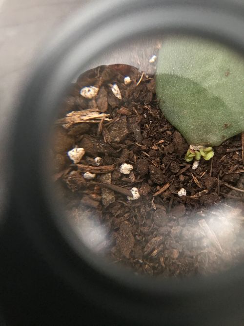 A view through a loupe of a jade plant leaf, broken off where it met the plant. Out of the end are growing tiny leaves, a much brighter and paler green than the leaf they are growing from. The leaf is resting on soil.