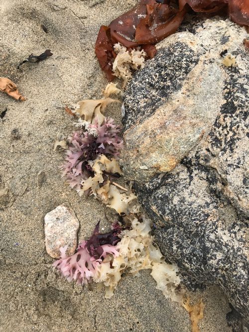 Seaweed left against a rock by the tide; pale tan and pink, sort of shaped like kale.